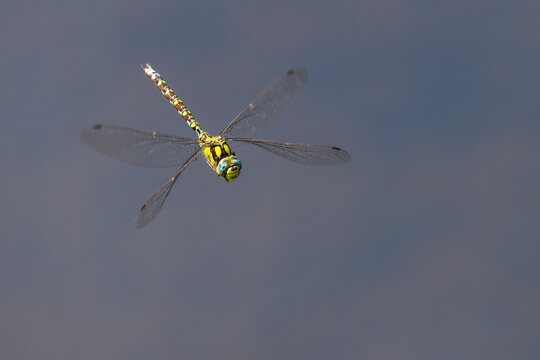 Southern hawker (Aeshna cyanea) dragonfly in flight, Meeth Quarry, Cornwall, England, UK. August. 