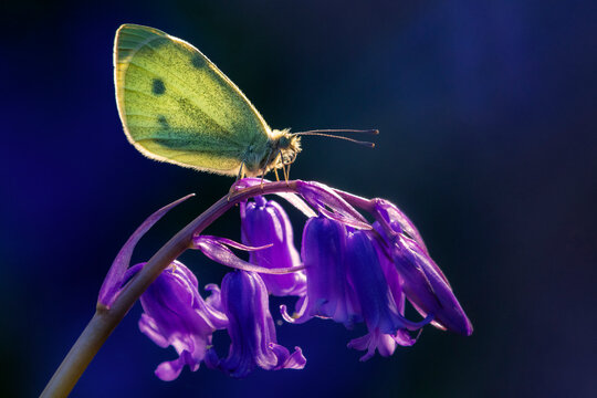 Small white butterfly (Pieris rapae) resting on a Bluebell (Hyacinthoides non-scripta) flower, Boscastle, Cornwall, England, UK. April. 