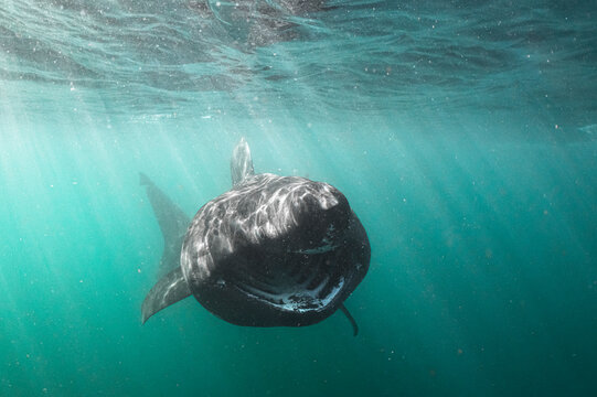 Basking shark (Cetorhinus maximus) filter feeding just beneath the surface in sunrays, Shetland, Scotland, UK, North Sea. Endangered. 