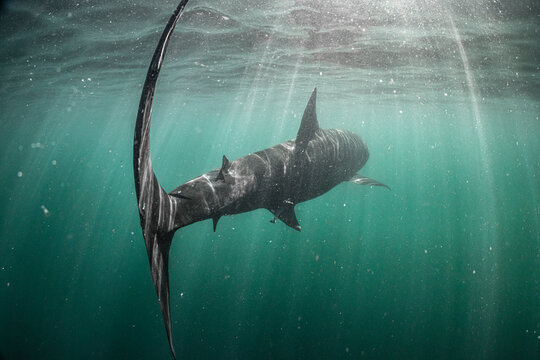 Basking shark (Cetorhinus maximus) swimming just beneath the surface through sun rays, rear view with tail fin prominent, Shetland, Scotland, UK, North Sea. Endangered. 