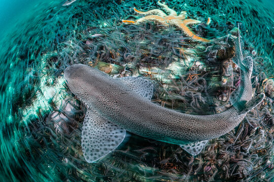 Small-spotted catshark (Scyliorhinus canicula) swimming over protected Horse mussel (Modiolus modiolus) beds covered with Brittle stars, Shetland, Scotland, UK, North Sea. 