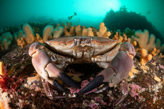 Edible crab (Cancer pagurus) resting on underwater wall covered with Dead man's fingers (Alcyonium digitatum), Shetland, Scotland, UK, North Sea. 