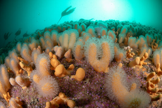 Underwater wall densely covered in Dead man's fingers (Alcyonium digitatum) and Jewel anemones (Corynactis viridis), Shetland, Scotland, UK, North Sea. 
