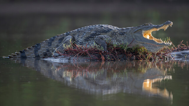 West African crocodile (Crocodylus suchus) resting at water's edge, Allahein river, The Gambia. 