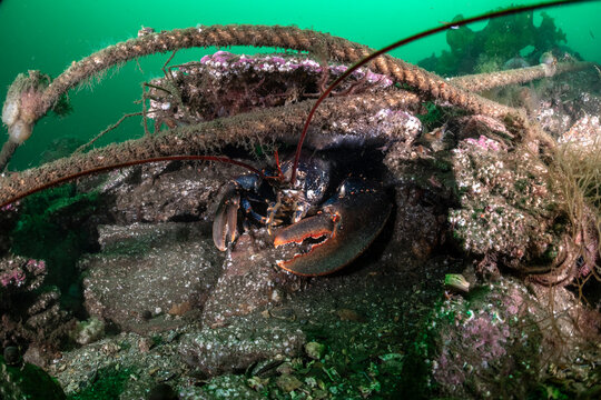 Common lobster (Homarus gammarus) hiding beneath rocks and old rope on the seabed, Shetland, Scotland, UK, North Sea. 