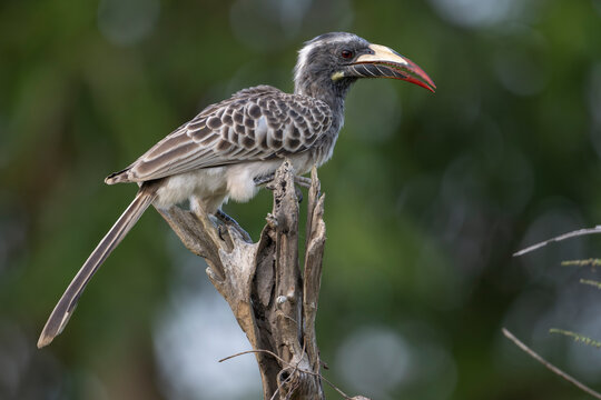 African grey hornbill (Tockus nasutus) female, perched on branch, Allahein river, The Gambia. 