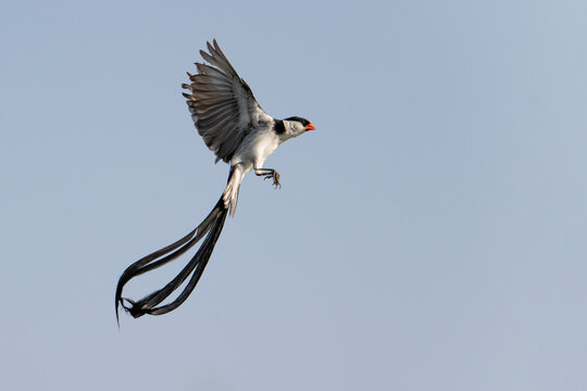 Pin-tailed whydah (Vidua macroura) male in display flight, Allahein river, The Gambia. 