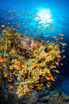 Lionfish (Pterois volitans) camouflaged on coral head, stalking shoal of Scalefin anthias (Pseudanthias squamipinnis), Abu Nuhas Reef, Egypt, Strait of Gubal, Red Sea. 
