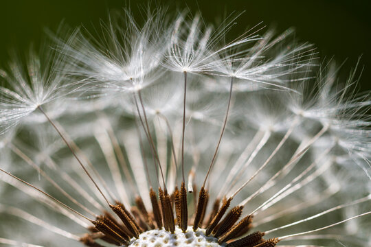 Dandelion (Taraxacum officinale) seedhead, fruiting, Upper Bavaria, Germany. May. 