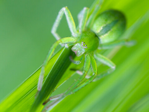 Green huntsman spider (Micrommata virescens) portrait, Upper Bavaria, Germany. June. 