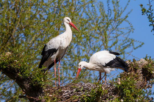 White storks (Ciconia ciconia) pair on nest in tree, France. April. 