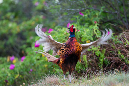Pheasant (Phasianus colchicus) male calling, East Frisian Islands, Germany. June. 