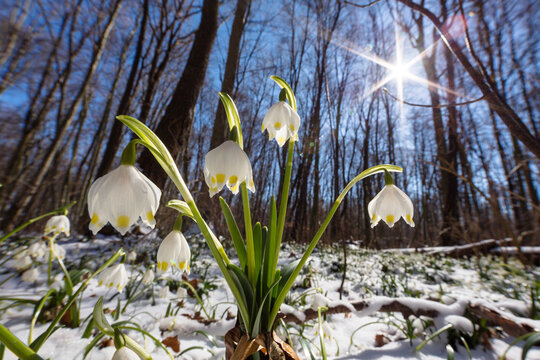 Snowflakes (Leucojum vernum) in flower in late winter snow in deciduous forest, Upper Bavaria, Germany. March . 