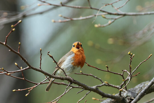 Robin (Erithacus rubecula) perched on a branch singing in spring, Bavaria, Germany. April. 