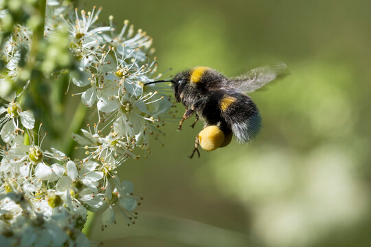 Bumble bee (Bombus terrestris) in flight approaching a flower, Bavaria, Germany. June. 
