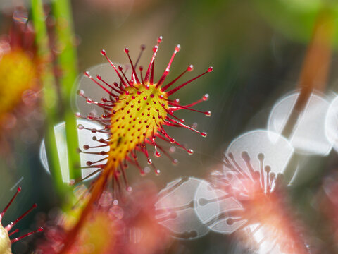 Sundew (Drosera intermedia) close up showing glandular tentacles of a leaf, Upper Bavaria, Germany. June. Focus stacked. 