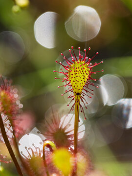 Sundew (Drosera intermedia) close up showing glandular tentacles of a leaf, Upper Bavaria, Germany. June. Focus stacked. 