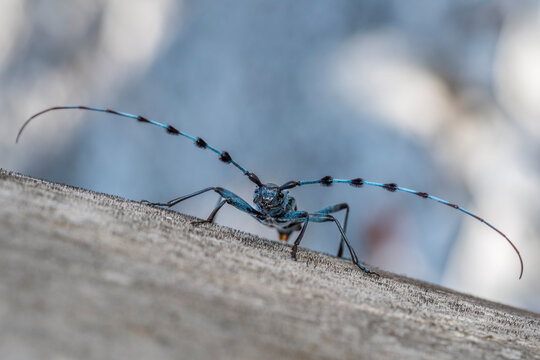 Blue longhorn beetle (Rosalia alpina) portrait, Upper Bavaria, Germany. August. 