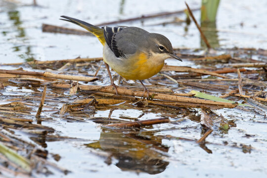 Grey wagtail (Motacilla cinerea) winter plumage, foraging for insects, Norfolk, England, UK. November. 