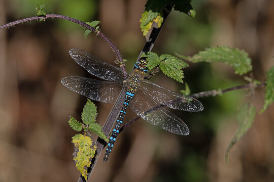 Migrant hawker (Aeshna mixta) male, resting on plant, Norfolk, England, UK. September. 