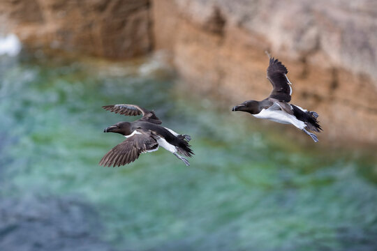  Two Razorbills (Alca torda) in flight, Handa Island Nature Reserve, Sutherland, Scotland, UK. July. 