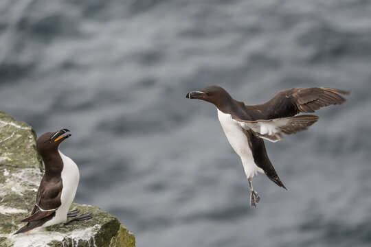 Razorbill (Alca Torda) greeting its partner landing on rock ledge, Handa Island Nature Reserve, Sutherland, Scotland, UK. July. 