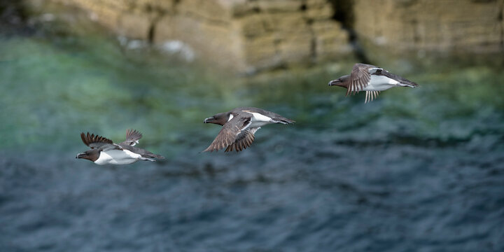 Razorbills (Alca Torda) in flight, Handa Island Nature Reserve, Sutherland, Scotland, UK. July. 