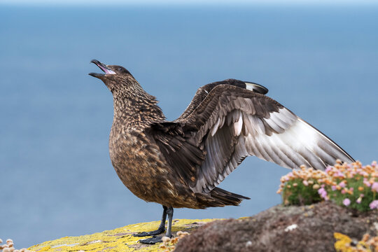 Great skua (Stercorarius skua) aggressive display, called Long-call display, towards another skua, Handa Island Nature Reserve, Sutherland, Scotland, UK. July. 