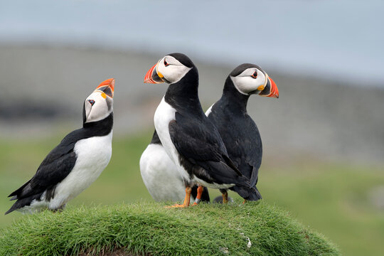 Four Atlantic puffins (Fratercula arctica) standing on grassy mound, Treshnish Isles, Isle of Mull, Scotland, UK. June. 