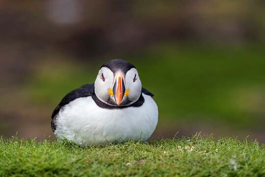 Atlantic puffin (Fratercula arctica) resting, portrait, Treshnish Isles, Isle of Mull, Scotland, UK. June. 