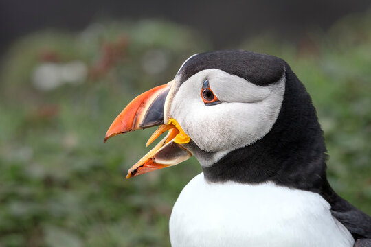 Atlantic puffin (Fratercula arctica) vocalising, head portrait, Treshnish Isles, Isle of Mull, Scotland, UK. June. 