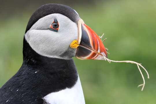 Atlantic puffin (Fratercula arctica) carrying nesting material in beak, Treshnish Isles, Isle of Mull, Scotland, UK. June. 
