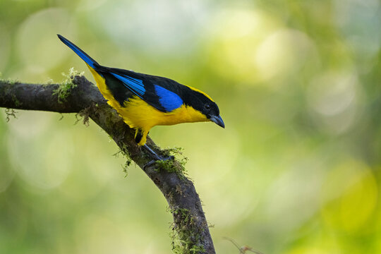 Blue-winged mountain tanager (Anisognathus somptuosus) perched on branch, Valle del Cauca, Colombia. 