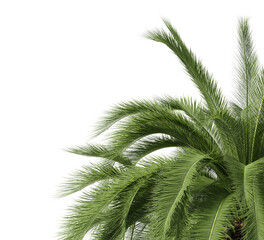 Fototapeta premium Palm leaf isolated on transparent background. Palm frond isolated on transparent background. Cutout Palm leaves isolated on white background. Tropical leaves PNG. Palm leaf PNG. Palm leaves PNG.