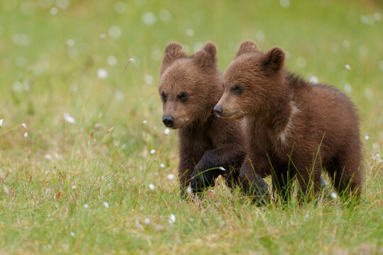 Two Eurasian brown bear (Ursus arctos arctos) cubs, aged 2-3 months, in meadow, Finland / Russia border. July. 