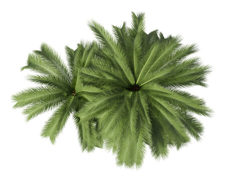 Single palm Tree isolated on transparent background. Cutout palm tree with green palm leaves isolated on transparent background. palm tree isolated on white background. Tropical Palm tree PNG.
