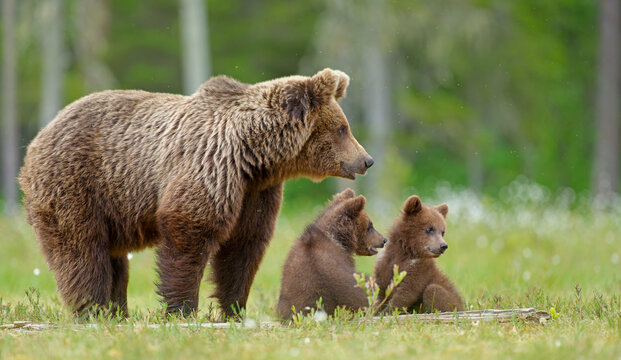 Eurasian brown bear (Ursus arctos arctos) female with two cubs, aged 2-3 months, in meadow, Finland / Russia border. July. 