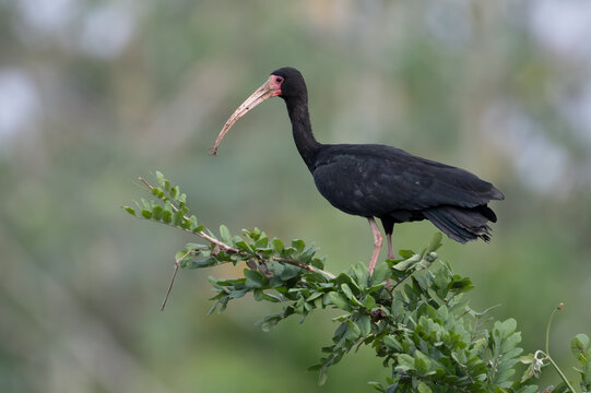 Bare-faced ibis (Phimosus infuscatus) perched in tree, Pampas del Yacuma, El Beni, Bolivia. 