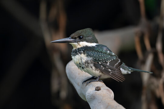 Amazon kingfisher (Chloroceryle amazona) female, perched on branch, Pampas del Yacuma, El Beni, Bolivia. 