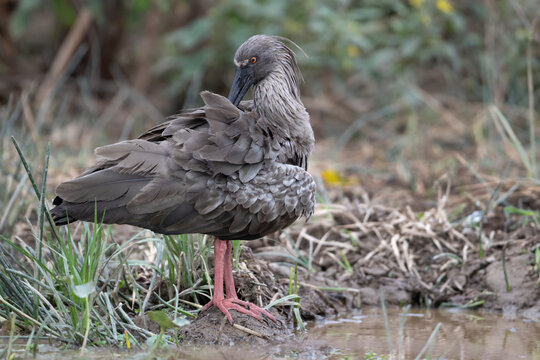 Plumbeus ibis (Theristicus caerulescens) standing at water's edge preening, Aguaisal, El Beni, Bolivia. 
