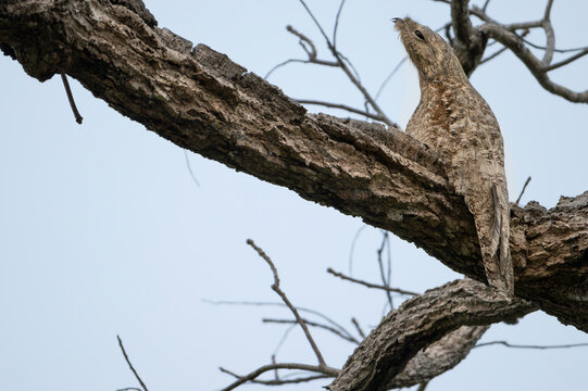Great potoo (Nyctibius grandis) perched in a tree, Aguaisal, El Beni, Bolivia. 