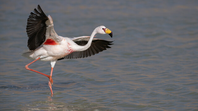 James's flamingo (Phoenicoparrus jamesi) standing in lake spreading wings, Laguna Hedionda, Altiplano, Bolivia. 