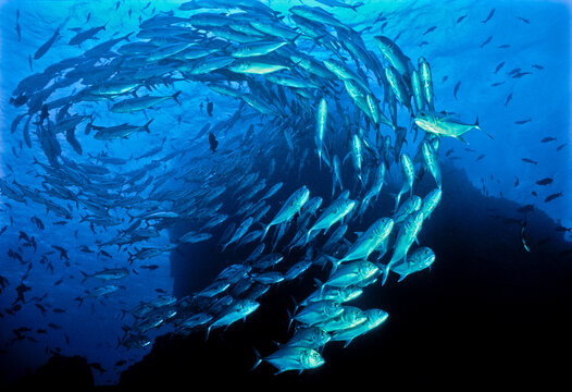 Schooling Bigeye jacks (Caranx sexfasciatus), Cocos Island, Costa Rica, Pacific Ocean. 