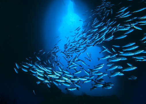 Schooling Jordan's snappers (Lutjanus jordani) backlit swimming past underwater arch, Dos Amigos, Cocos Island, Costa Rica, Pacific Ocean. 