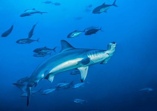 Scalloped hammerhead shark (Sphyrna lewini) swimming with Bigeye jacks (Caranx sexfasciatus), Cocos Island, Costa Rica, Pacific Ocean. Critically endangered. 