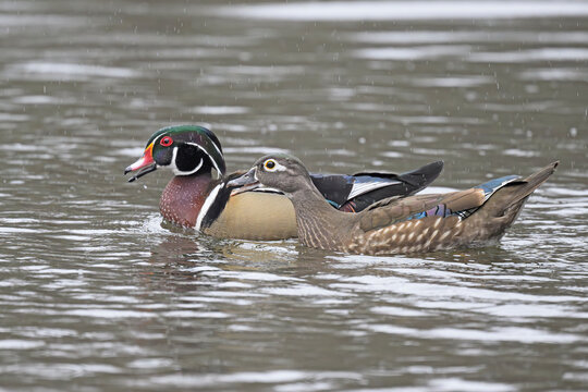 Wood ducks (Aix sponsa) pair on water in early spring rainfall,   Acadia National Park, Maine, USA. April. 