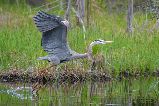 Great blue heron (Ardea herodias) taking flight from pond, Acadia National Park, Maine, USA. May. 