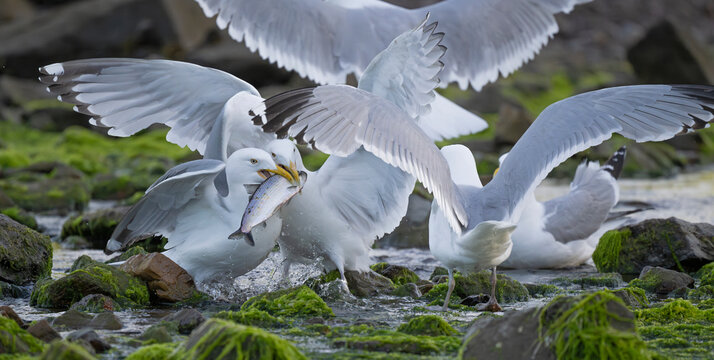 Herring gulls (Larus argentatus) flock squabbling over Alewife (Alosa pseudoharengus) prey, Acadia National Park, Maine, USA. August. 