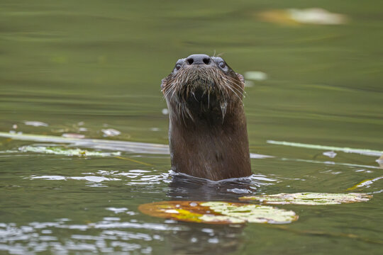 North American river otter (Lontra canadensis) in water, Acadia National Park, Maine, USA. September. 