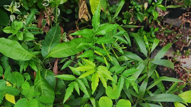 Saplings, black bags, green, nature.